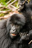 PRM 01 MC0064 01
Close-Up Of Mountain Gorilla Babies Play Fighting Rwanda