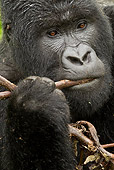 PRM 01 MC0065 01
Head Shot Of Silverback Mountain Gorilla Eating Bamboo Rwanda