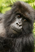 PRM 01 MC0066 01
Head Shot Of Mountain Gorilla Female In Jungle Rwanda