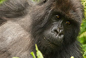 PRM 01 MC0067 01
Close-Up Of Mountain Gorilla Female In Jungle Rwanda