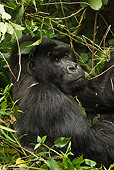 PRM 01 MC0069 01
Close-Up Of Silverback Mountain Gorilla Sitting In Vegetation Rwanda