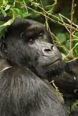 PRM 01 MC0070 01
Head Shot Of Silverback Mountain Gorilla Sitting In Vegetation Rwanda