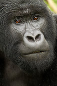 PRM 01 MC0071 01
Head Shot Of Silverback Mountain Gorilla Rwanda