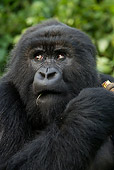 PRM 01 MC0072 01
Head Shot Of Mountain Gorilla Male Eating Bamboo Rwanda