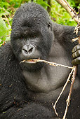 PRM 01 MC0074 01
Close-Up Of Silverback Mountain Gorilla Eating Bamboo Rwanda