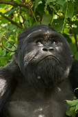 PRM 01 MC0075 01
Head Shot Of Silverback Mountain Gorilla Looking Up Rwanda