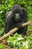 PRM 01 MC0077 01
Silverback Mountain Gorilla Standing In Jungle Rwanda