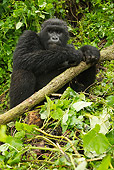 PRM 01 MC0078 01
Blackback Mountain Gorilla Standing In Jungle Rwanda