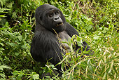 PRM 01 MC0079 01
Silverback Mountain Gorilla Sitting In Jungle Rwanda