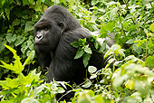 PRM 01 MC0080 01
Silverback Mountain Gorilla Sitting In Jungle Rwanda