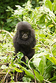 PRM 01 MC0082 01
Mountain Gorilla Baby Sitting In Jungle Rwanda