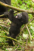 PRM 01 MC0083 01
Mountain Gorilla Baby Climbing And Swinging On Bamboo Tree Rwanda