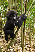PRM 01 MC0084 01
Mountain Gorilla Baby Climbing On Bamboo Tree Rwanda