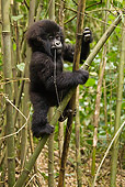 PRM 01 MC0085 01
Mountain Gorilla Baby Climbing On Bamboo Tree Rwanda