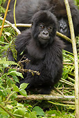 PRM 01 MC0086 01
Mountain Gorilla Baby Sitting In Bamboo Rwanda