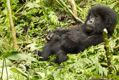 PRM 01 MC0087 01
Mountain Gorilla Baby Laying In Vegetation Rwanda