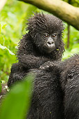PRM 01 MC0089 01
Mountain Gorilla Baby Riding On Mother's Back Rwanda