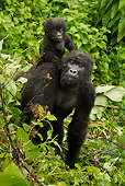 PRM 01 MC0090 01
Mountain Gorilla Baby Riding On Mother's Back Rwanda