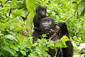PRM 01 MC0091 01
Mountain Gorilla Baby Riding On Mother's Back Rwanda