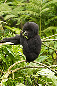PRM 01 MC0092 01
Mountain Gorilla Baby Eating In Jungle Rwanda