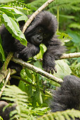 PRM 01 MC0093 01
Mountain Gorilla Baby Playing With Lobelia Plant Rwanda