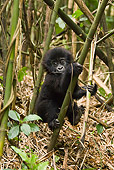 PRM 01 MC0094 01
Mountain Gorilla Baby Playing In Bamboo Rwanda