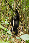 PRM 01 MC0095 01
Mountain Gorilla Baby Playing In Bamboo Rwanda