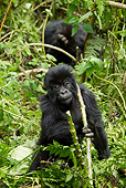 PRM 01 MC0096 01
Mountain Gorilla Baby Playing In Bamboo Rwanda