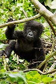 PRM 01 MC0097 01
Mountain Gorilla Baby Playing In Bamboo Rwanda