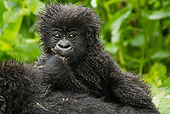 PRM 01 MC0098 01
Close-Up Of Mountain Gorilla Baby On Mother's Back Rwanda