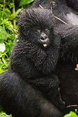 PRM 01 MC0099 01
Close-Up Of Mountain Gorilla Baby Clinging To Mother Rwanda