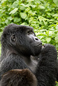 PRM 01 MC0100 01
Head Shot Of Silverback Mountain Gorilla In Jungle Rwanda