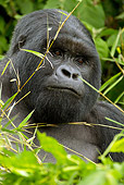PRM 01 MC0101 01
Head Shot Of Silverback Mountain Gorilla Eating Bamboo Leaves Rwanda