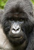 PRM 01 MC0102 01
Head Shot Of Silverback Mountain Gorilla Rwanda