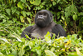 PRM 01 MC0103 01
Silverback Mountain Gorilla Eating Bamboo In Jungle Rwanda