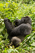 PRM 01 MC0105 01
Silverback Mountain Gorilla Eating Bamboo In Jungle Rwanda