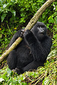 PRM 01 MC0106 01
Blackback Mountain Gorilla Eating Bark In Jungle Rwanda