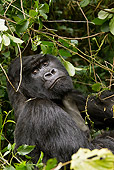PRM 01 MC0107 01
Silverback Mountain Gorilla Eating Leaves In Jungle Rwanda