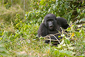 PRM 01 MC0108 01
Mountain Gorilla Sitting And Eating Bamboo Volcanoes National Park, Rwanda