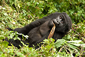 PRM 01 MC0109 01
Mountain Gorilla Eating Bamboo In Vegetation Volcanoes National Park, Rwanda