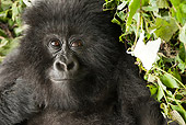 PRM 01 MC0110 01
Close-Up Of Mountain Gorilla Sitting In Vegetation Volcanoes National Park, Rwanda
