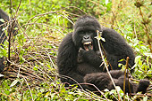 PRM 01 MC0111 01
Young Mountain Gorilla Eating Bamboo In Vegetation Volcanoes National Park, Rwanda