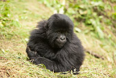 PRM 01 MC0112 01
Mountain Gorilla Infant Resting On Grass Volcanoes National Park, Rwanda