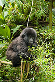 PRM 01 MC0113 01
Mountain Gorilla Baby Climbing In Bamboo Volcanoes National Park, Rwanda