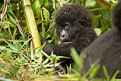 PRM 01 MC0114 01
Mountain Gorilla Baby Sitting In Vegetation Volcanoes National Park, Rwanda