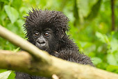PRM 01 MC0115 01
Mountain Gorilla Baby Riding On Mother's Back Volcanoes National Park, Rwanda