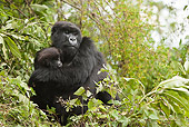 PRM 01 MC0116 01
Mountain Gorilla Hugging Infant Volcanoes National Park, Rwanda