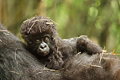 PRM 01 MC0117 01
Close-Up Of Mountain Gorilla Infant Volcanoes National Park, Rwanda