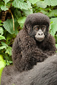 PRM 01 MC0118 01
Mountain Gorilla Riding On Mother's Back Volcanoes National Park, Rwanda