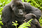PRM 01 MC0119 01
Mountain Gorilla Mother Sitting With Baby Volcanoes National Park, Rwanda